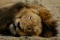 20060207_Africa2D70_046