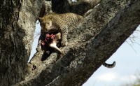 20060208_Africa3D2X_120