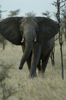 20060208_Africa3D2X_240
