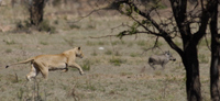 20060209_Africa4D200_202