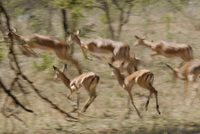 20060209_Africa4D200_315