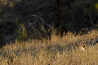 20060209_Africa4D200_410