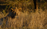 20060209_Africa4D200_529