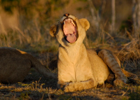 20060209_Africa4D200_578