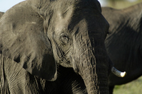 20060209_Africa4D2X_144