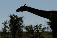 20060210_Africa5D200_028