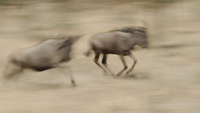 20060210_Africa5D200_062