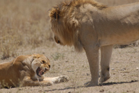20060210_Africa5D200_107