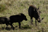 20060210_Africa5D2X_020