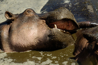 20060210_Africa5D2X_111