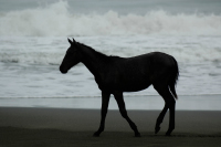 20041207_CR4_D70_115