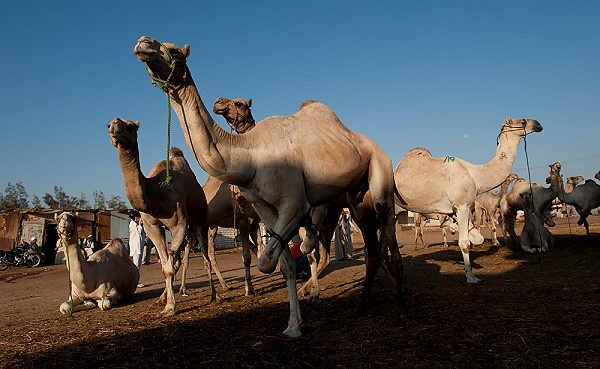 20091006_EgyptD9_057.JPG