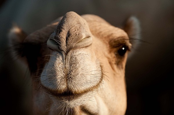 20091006_EgyptD9_084.JPG