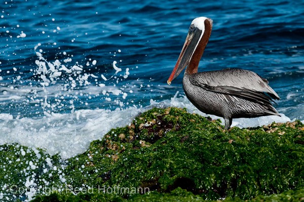 20100425_GalapD5_350.jpg