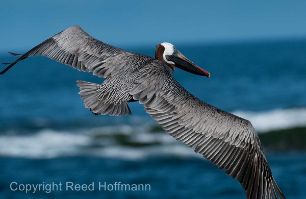 20100425_GalapD5_494.jpg