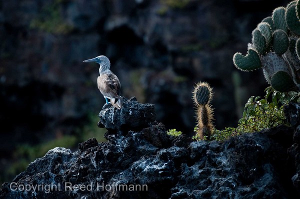 20100427_GalapD7_098.jpg