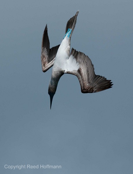 20100427_GalapD7_206.jpg