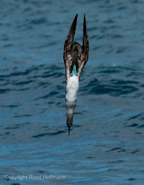 20100427_GalapD7_207.jpg