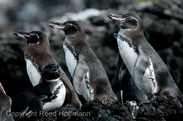 20100427_GalapD7_596.jpg