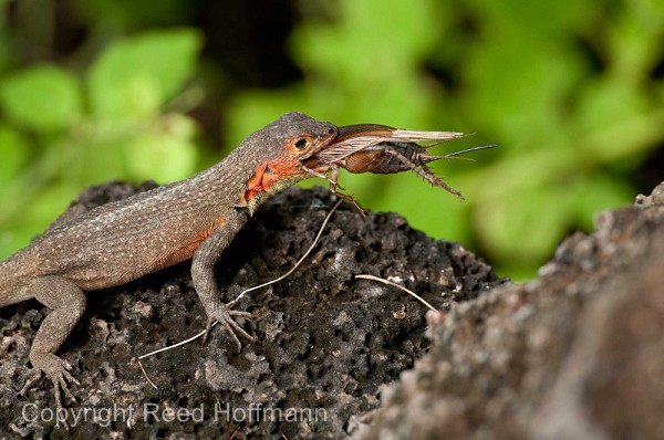 20100429_GalapD9_205.jpg