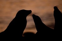 20100424_GalapD4_293