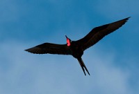 20100425_GalapD5_116