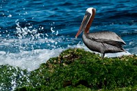 20100425_GalapD5_350