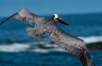 20100425_GalapD5_494