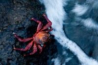 20100426_GalapD6_019