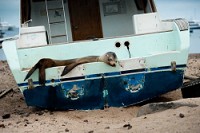 20100426_GalapD6_074