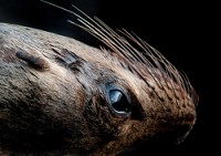 20100426_GalapD6_421