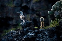 20100427_GalapD7_098