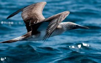 20100427_GalapD7_189