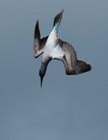 20100427_GalapD7_206