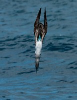 20100427_GalapD7_207