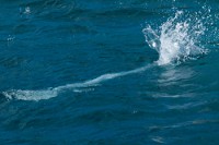 20100427_GalapD7_221