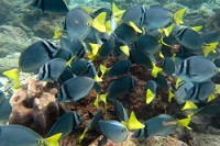 20100427_GalapD7_294
