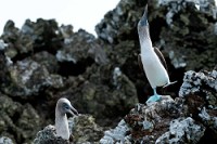 20100427_GalapD7_382