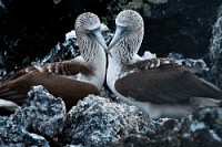20100427_GalapD7_482