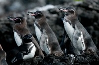 20100427_GalapD7_596