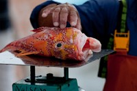 20100428_GalapD8_562