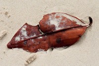 20100429_GalapD9_045