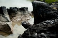 20100429_GalapD9_096