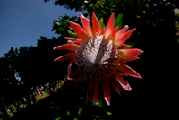 20061209_HawaiiD5_050