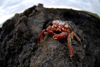 20061210_HawaiiD6_511