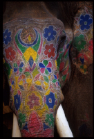 Elephant2
