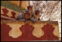 Monkeys