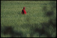 WheatWoman