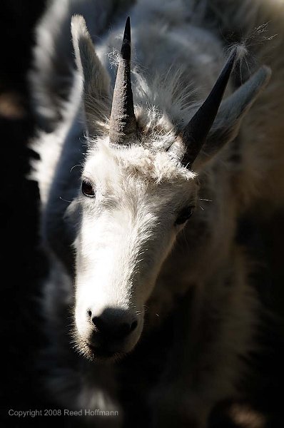 20080714_GlacierD5_196.jpg