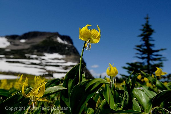 20080714_GlacierD5_601.jpg